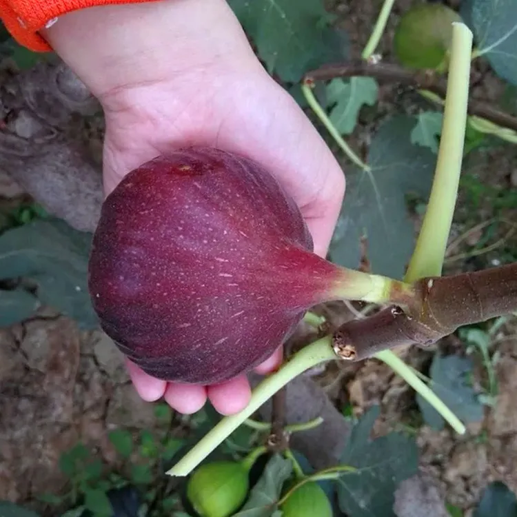 波姬红无花果树果苗南北方种芭劳奈无花果苗盆栽