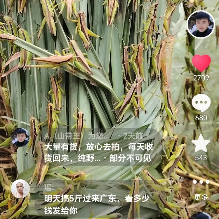 纯野生稻蝗画眉换毛提性壮膘必备活虫可钓鱼喂鸟食用