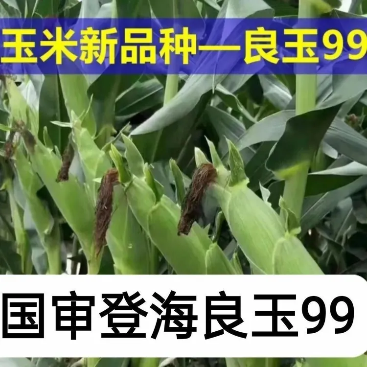 国审红轴玉米一粒封顶登海良玉