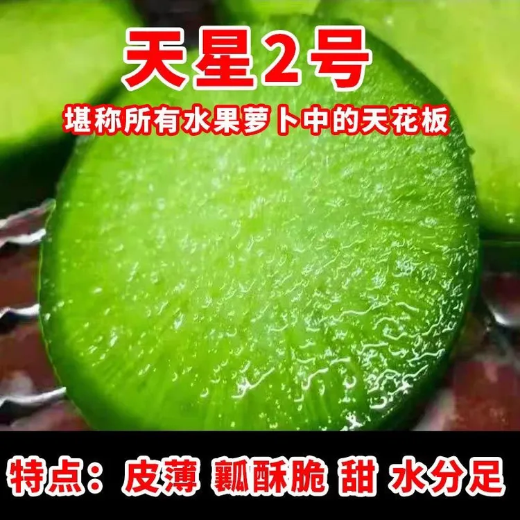 【天星2号】潍坊水果萝卜新鲜现挖脆甜多汁适合生吃产地直发
