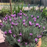 【薰衣草】庭院阳台蓝色花海播种丛生好看好养