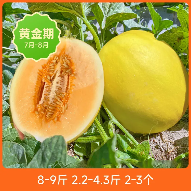 甘肃民勤直发沙漠蜜瓜新鲜当季水果甜瓜