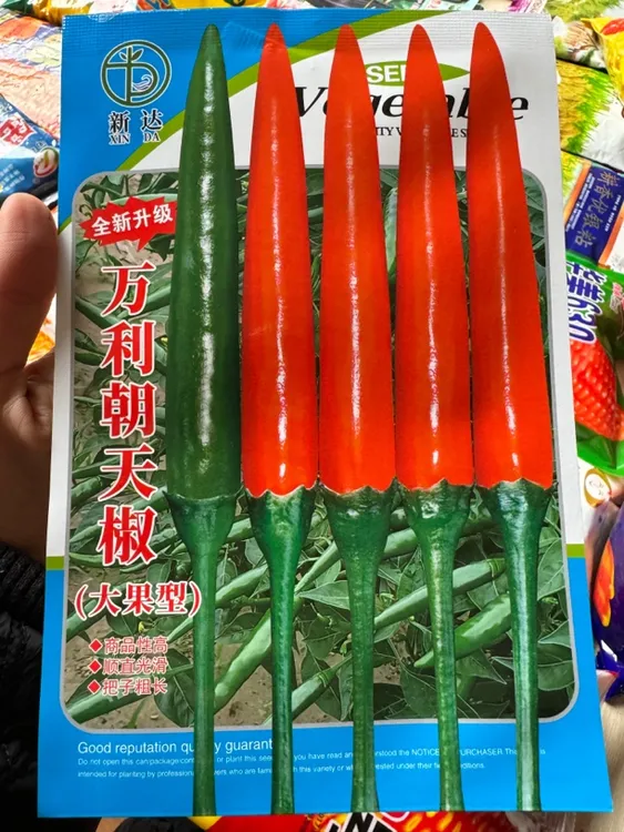 万利朝天椒，中熟大果型品种，产量高抗病强，辣椒大果长把硬度好。