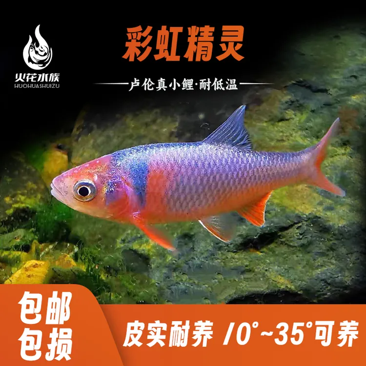 彩虹精灵鱼卢伦原生冷水鱼观赏鱼耐寒群游草缸不加温淡水鱼小鱼
