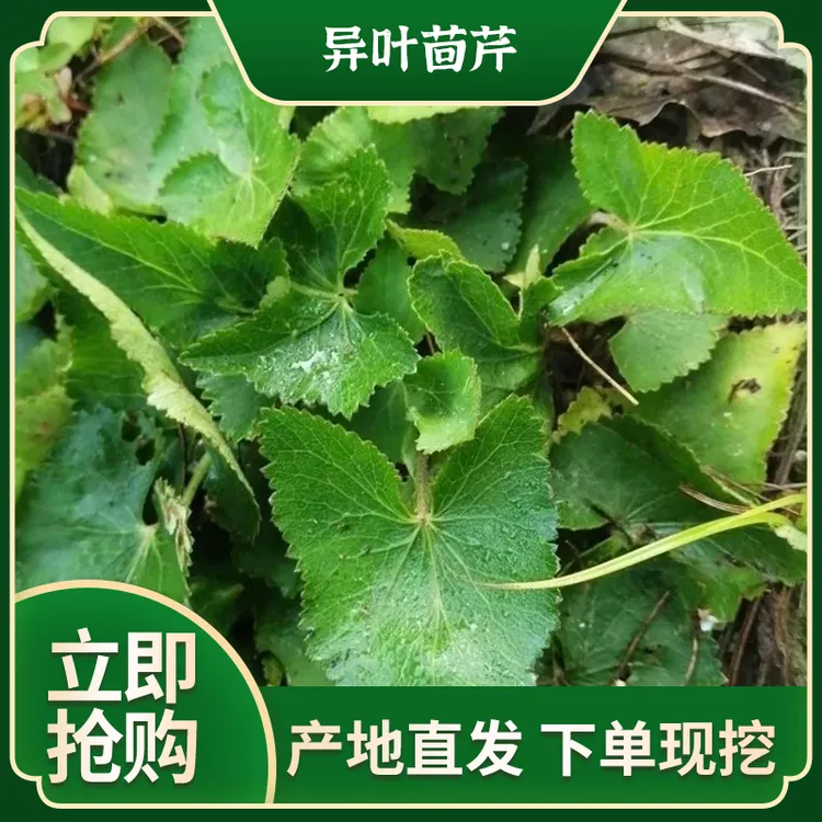 爆款新鲜青草异叶茴芹鹅脚板杏叶防风羊膳草七百路通羊山草种子
