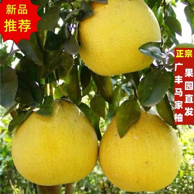 【正宗】江西特产中国八大名柚之一江西上饶广丰马家柚