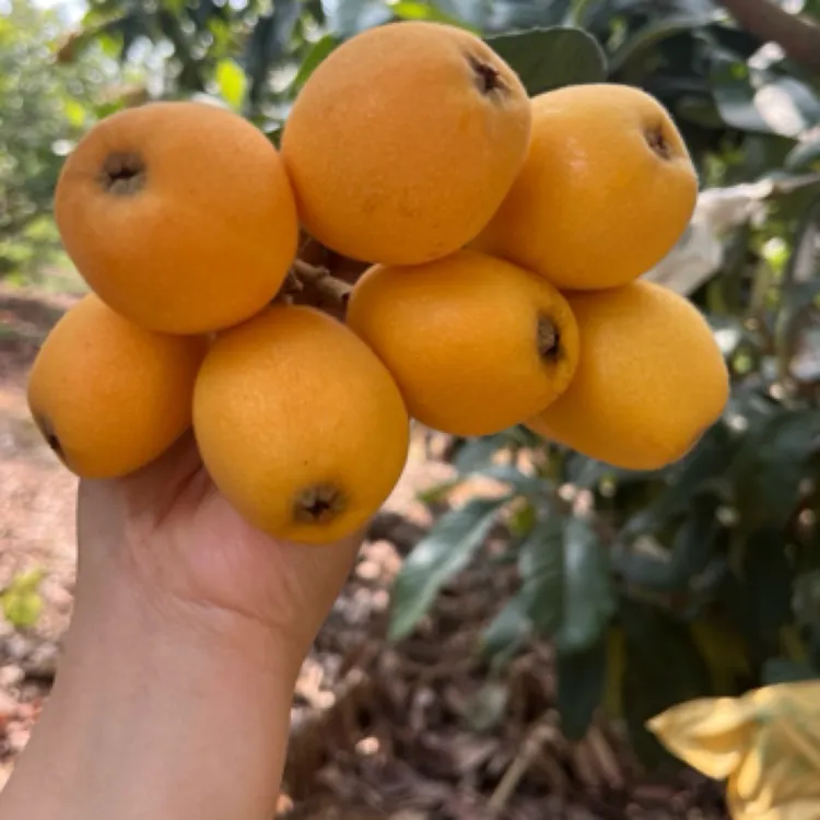 南雄特产果园现摘农家枇杷顺丰发货