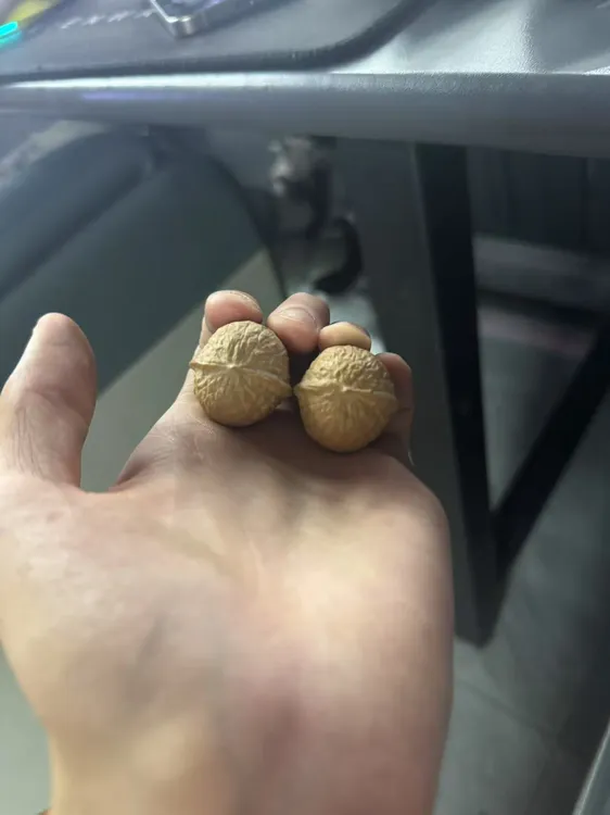 木鱼元宝28尺寸原皮原色
