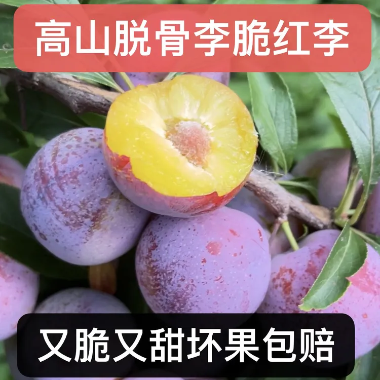 四川高山脆红李新鲜现摘应季水果脱骨脆甜多汁
