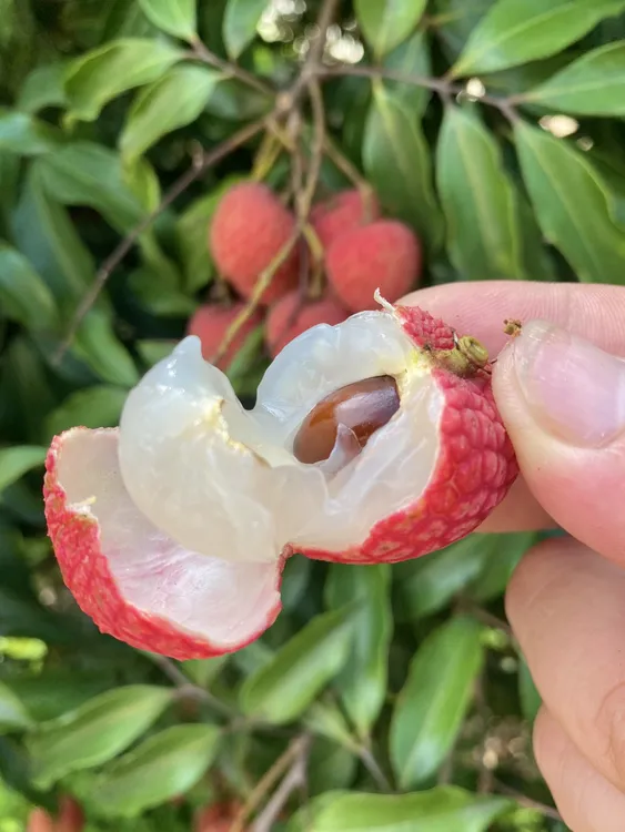 【顺丰空运冷链】广东高州白糖罂 脆爽清甜荔枝 现摘现发