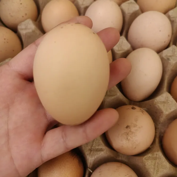 十枚装当天现捡新鲜婆罗门鸡蛋可食用蛋可孵化
