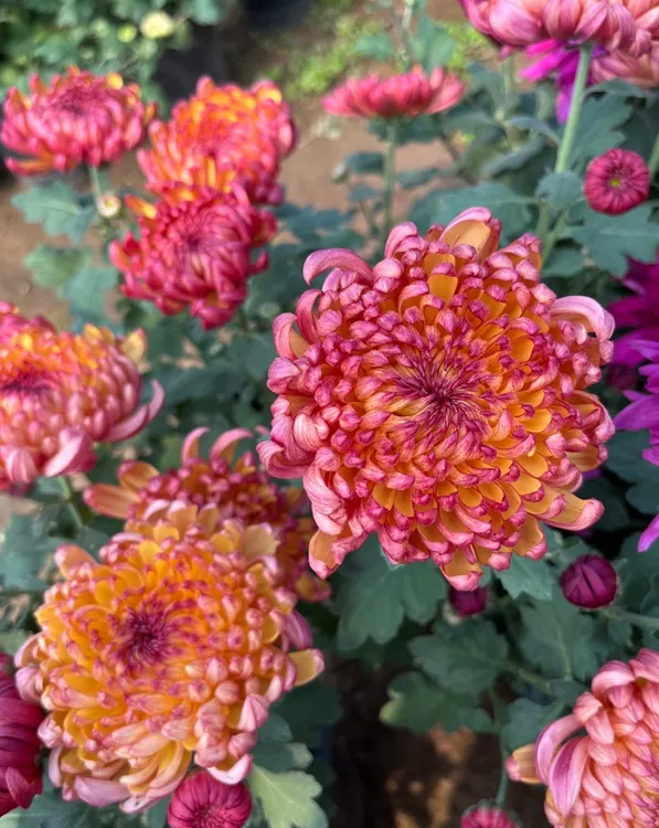 九月菊【变色菊】带花苞传统菊大花九月菊盆栽耐热寒 好养活