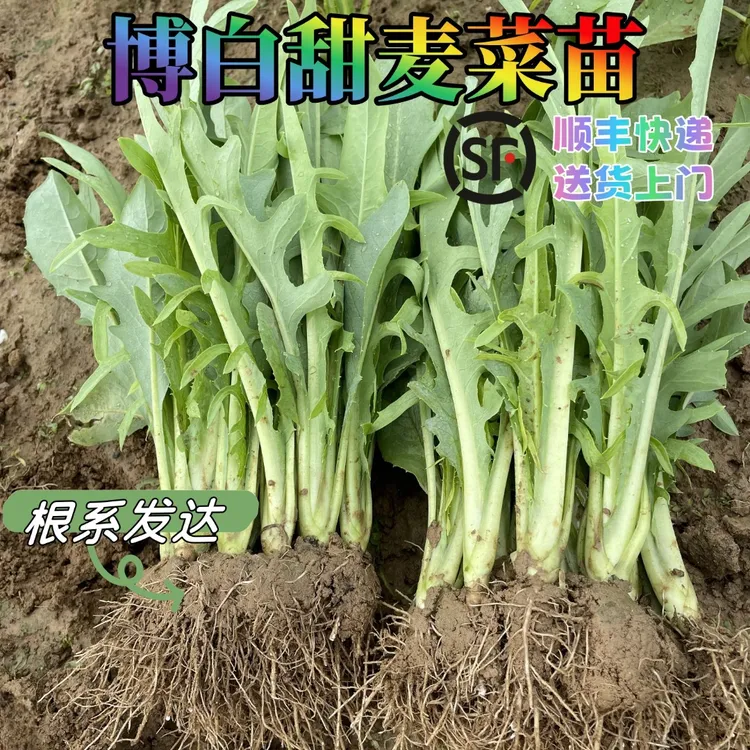 广西博白甜麦菜苗种苗花芽植株带泥软口甘甜盘栽新鲜可种甜脆春季