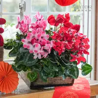 仙客来盆栽花苗多季开花好养适合阳台客厅的多年生耐阴花卉