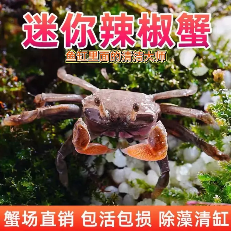 『直播专享』迷你辣椒蟹深浅水可养冷淡水蟹桌面宠物除藻鱼缸观赏蟹