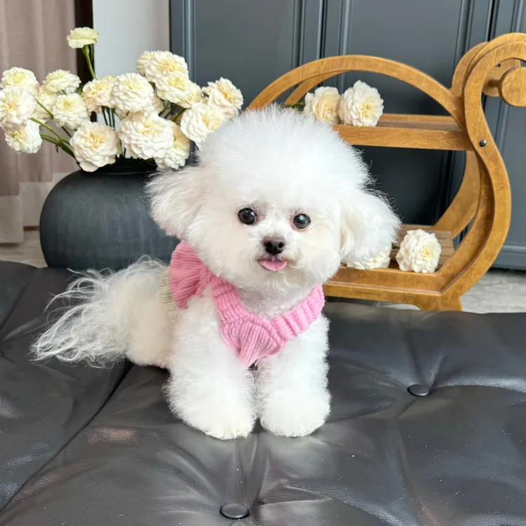 五只小白熊宠物衣服秋冬新款针织撞色毛衣吊带裙狗狗猫咪保暖外套