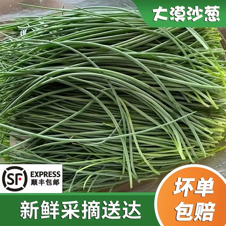 【顺丰包邮】甘肃民勤新鲜沙葱蒙古韭现摘现发沙葱坏单包赔新鲜蔬菜商品图