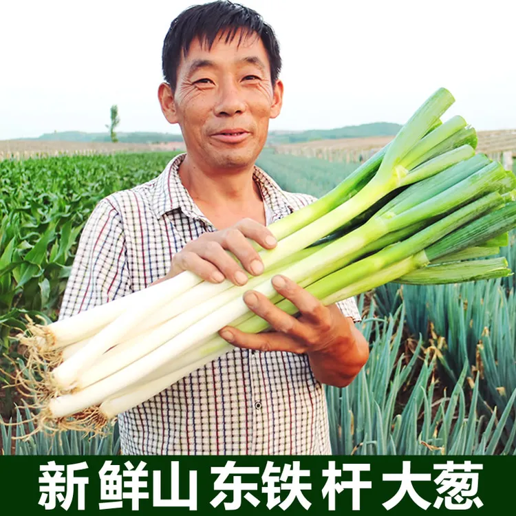 山东铁杆大葱新鲜蔬菜安丘长葱甜葱生吃蘸酱现挖现发