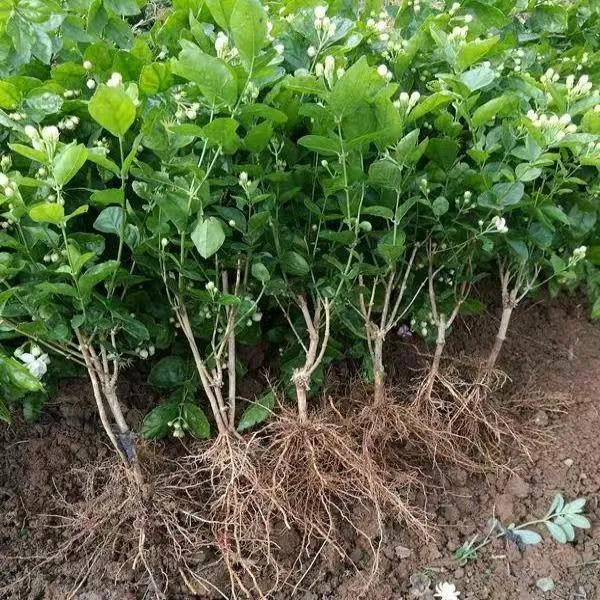 重瓣浓香型茉莉花苗盆栽可泡茶驱蚊适合室内外种植
