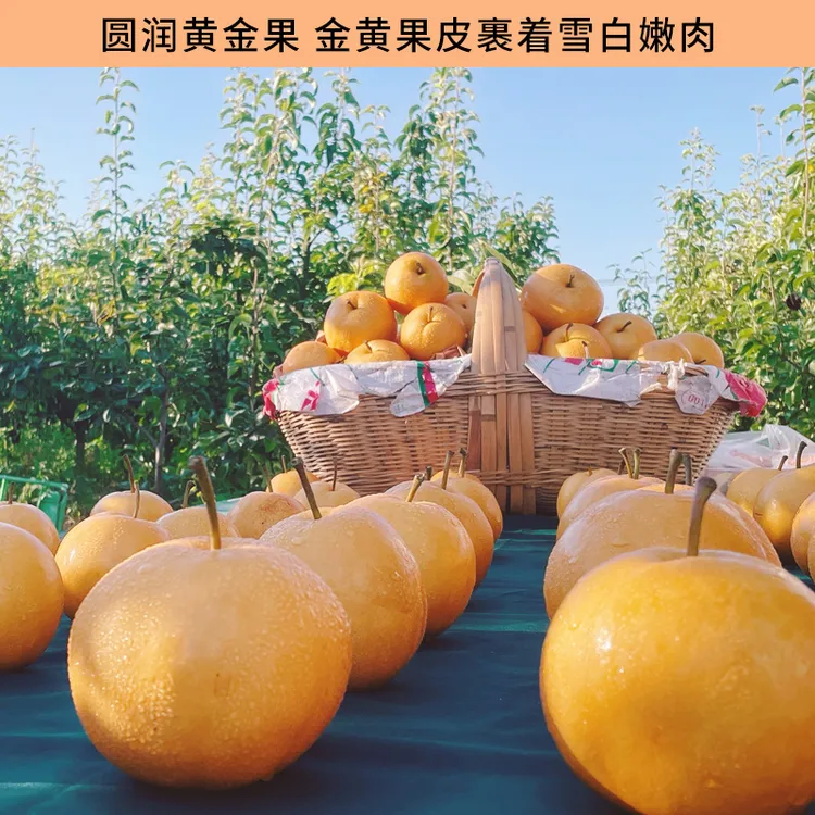 百里洲砂梨 脆甜多汁产地直发 圆黄梨   顺丰速递包邮
