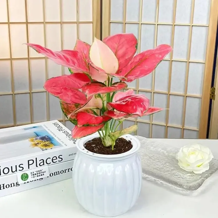 吉利红如意盆栽WJ2水培植物吸除甲醛好养四季易活