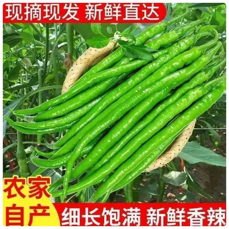 扶风青线椒农家自种新鲜辣椒当季线椒青尖椒辣椒蔬菜肉厚脆嫩包邮