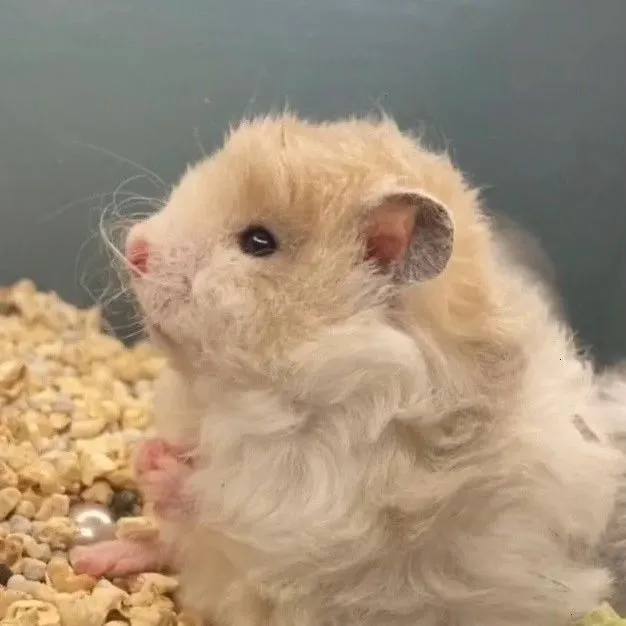 ［藤盒发货］可爱精品卷毛金丝熊金丝熊必需品仓鼠木屑亚克力仓鼠笼