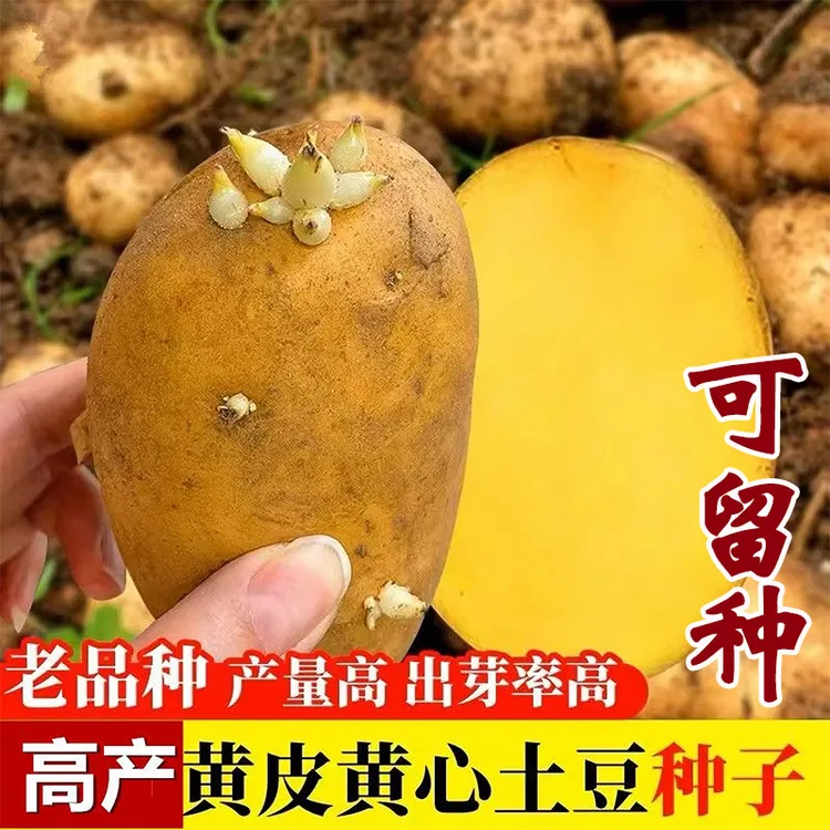 早熟土豆种子高产黄皮黄心马铃薯种子粉洋芋种黑龙江老品种带芽发