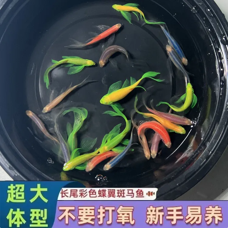 3cm蝶翼斑马七彩热带鱼小型好养小活鱼观赏鱼耐活翡翠新手闯缸鱼