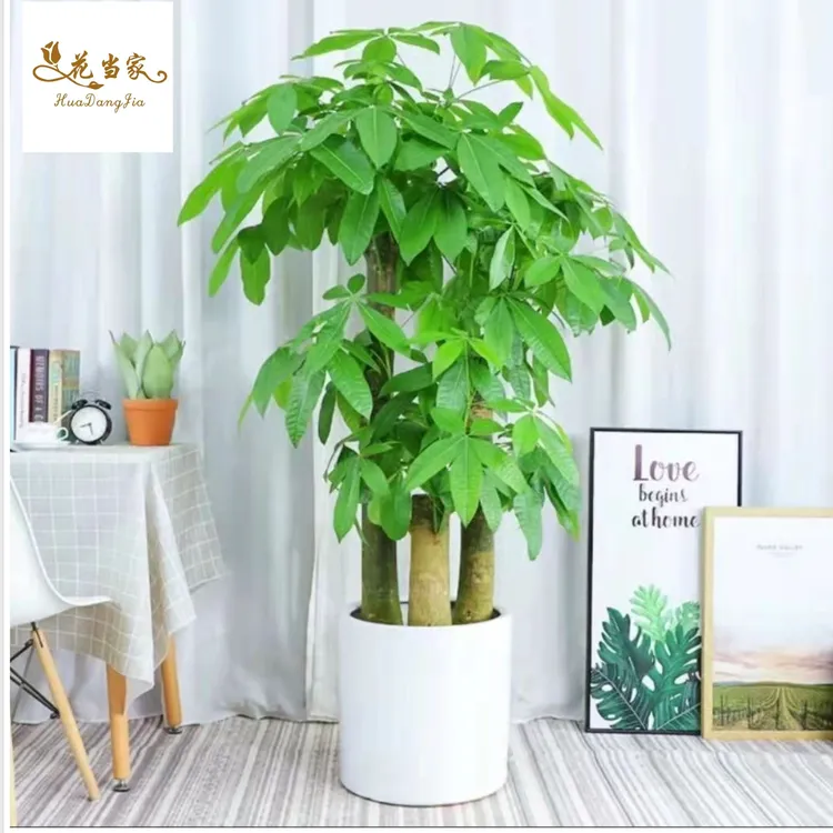 花当家步步高发财树三杆原生客厅大盆栽大型绿植乔迁新居办公室开