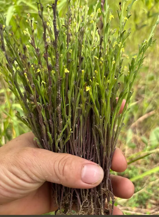 野生采摘 疳积草 独脚金