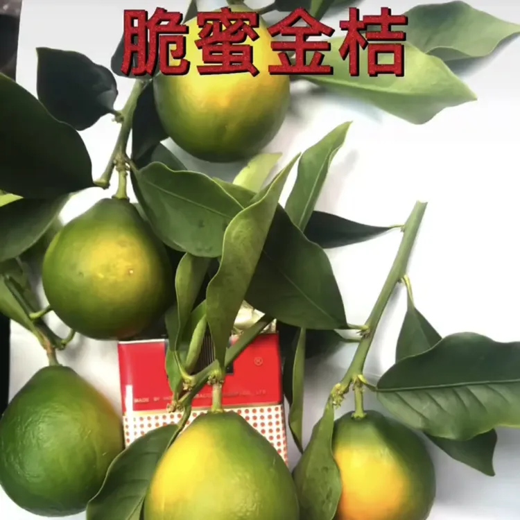 脆蜜金柑裸根苗一年苗