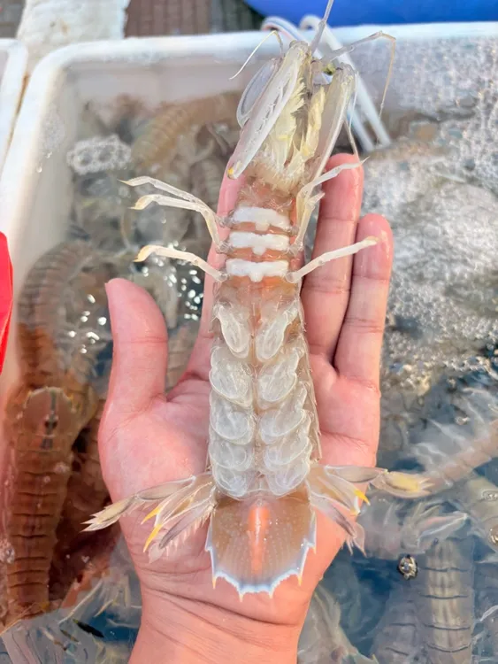 广西北海超级大野生满膏皮皮虾活虾煮熟发货原味干盐红心虾姑