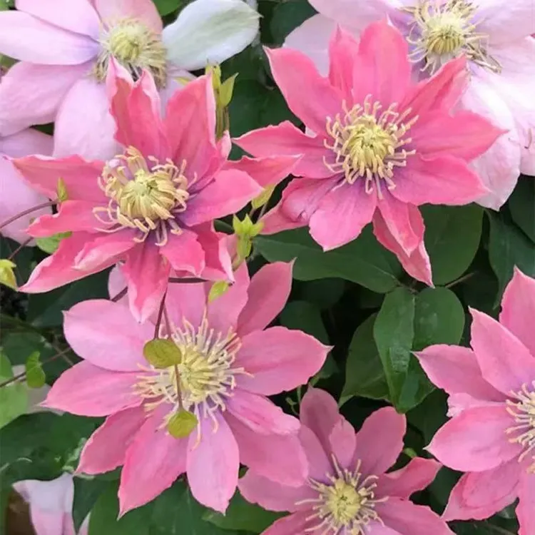 铁线莲美人鱼鲑鱼粉二类早花大花多季节开花室内阳台庭院花