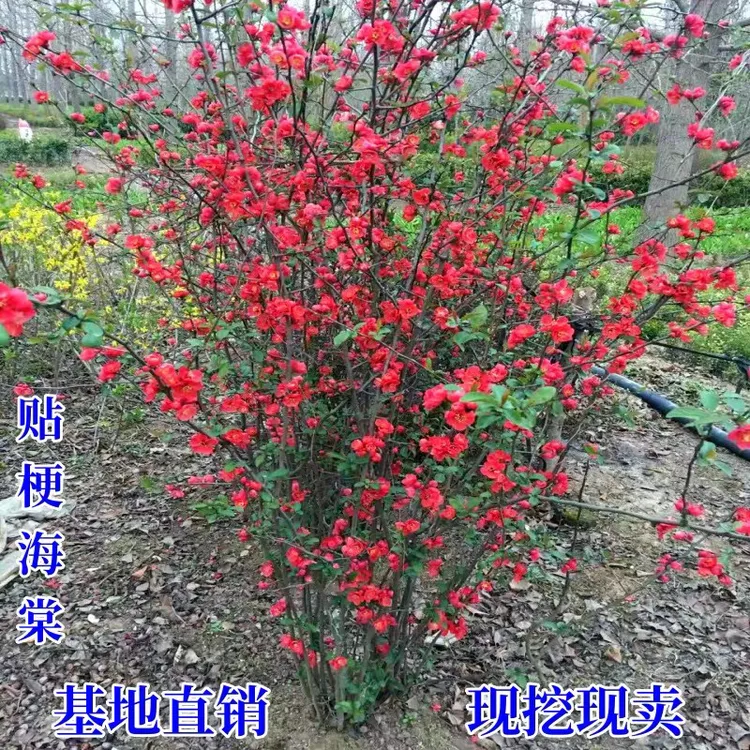 贴梗海棠花海棠球庭院阳台耐寒耐热养盆栽绿植花卉铁梗海棠地栽