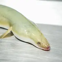 【能拍包活】野生江鳗 多种规格 顺丰发货