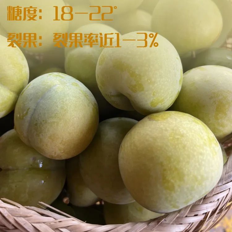 枝遥正宗龙李源头产地母本树挂果枝嫁接苗丰产高抗裂果李树苗