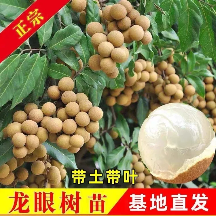 正宗龙眼树苗四季龙眼石峡龙眼嫁接矮化南北方耐寒水果当年结果