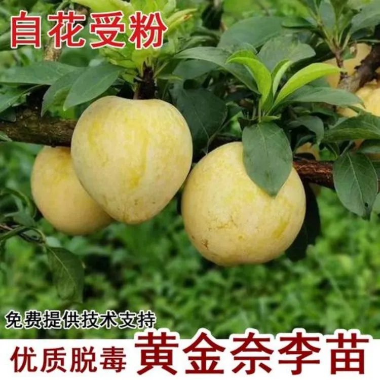 3年苗买一送一】黄金奈李苗 南北方李子树苗 嫁接李子树苗地栽盆栽