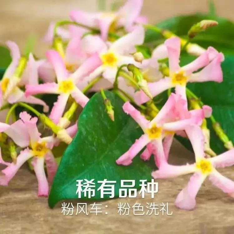 粉黄白紫色风车茉莉盆栽四季开花爬藤植物适合阳台庭院户外造景