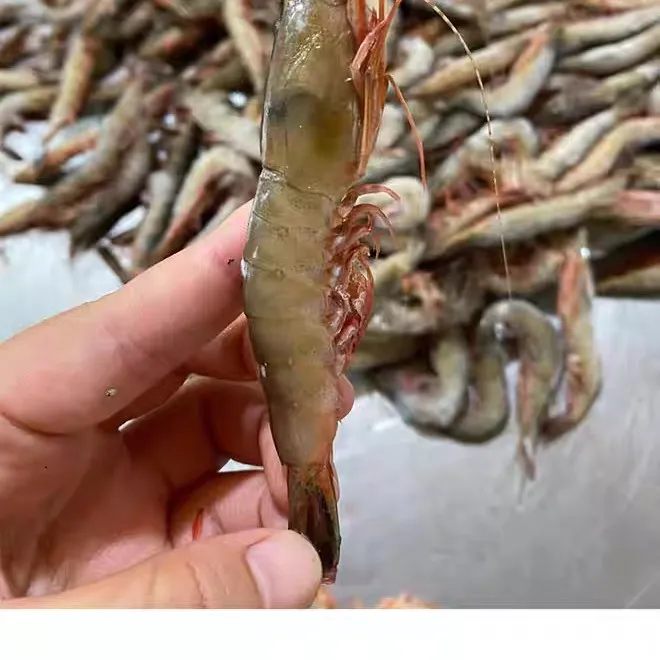 舟山野生小滑皮虾滑皮虾鹰爪虾条虾顺丰包邮一斤80-90只