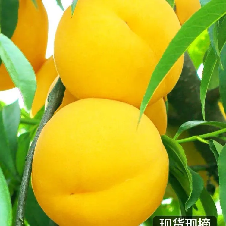 重庆涪陵大顺高山黄桃新鲜应季脆甜多汁自然生长水果