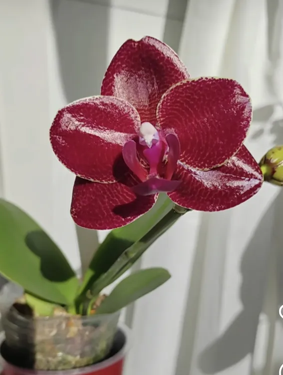 珍奇蝴蝶兰【实生苗】稀有开花香成熟苗2.8寸（无花）
