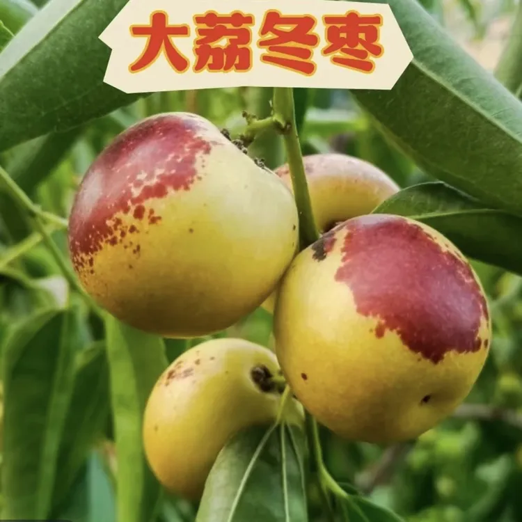 正宗精品陕西大荔冬枣脆甜多汁新鲜现摘产地直发
