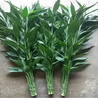 特大号巨无霸水培富贵竹植物招发财竹子节节高转运竹绿植室内盆栽