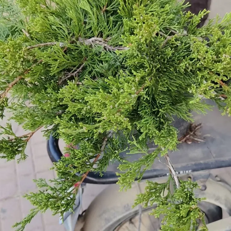 台湾稹栢宫版稹栢直播专用链接