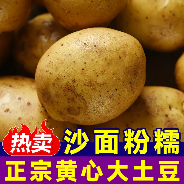 25年现挖黄心土豆5斤农家新鲜现挖高山黄心洋芋马铃薯商用小土豆