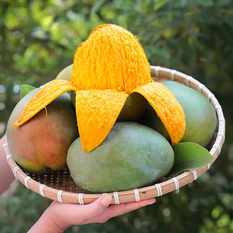 果园花叙展示-四川攀枝花凯特芒新鲜现摘软糯香甜当季水果