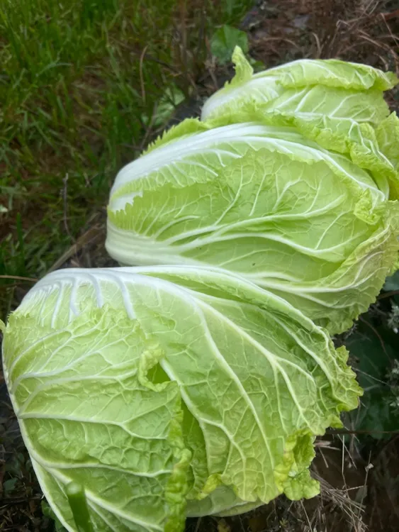 贵州高山农家露天种植大白菜