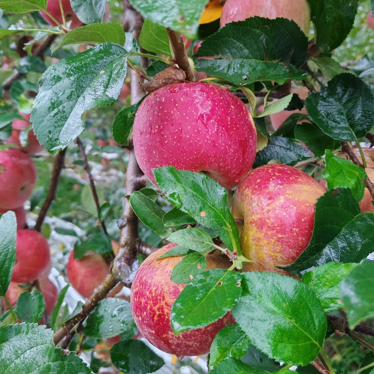 云南昭通丑苹果新鲜脆甜多汁产地直发
